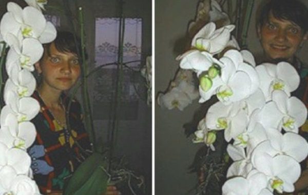 orchidea-600x460