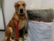 mały labrador został odłożony