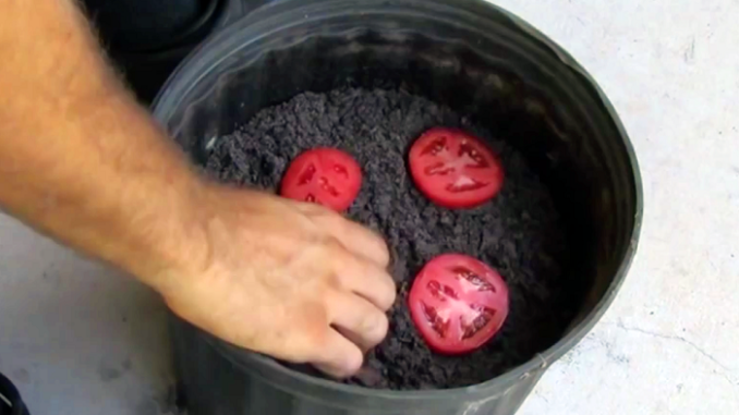 This-Guy-Takes-4-Slices-Of-Fresh-Tomatoes-And-Places-It-In-Compost.-10-Days-Later-WOW