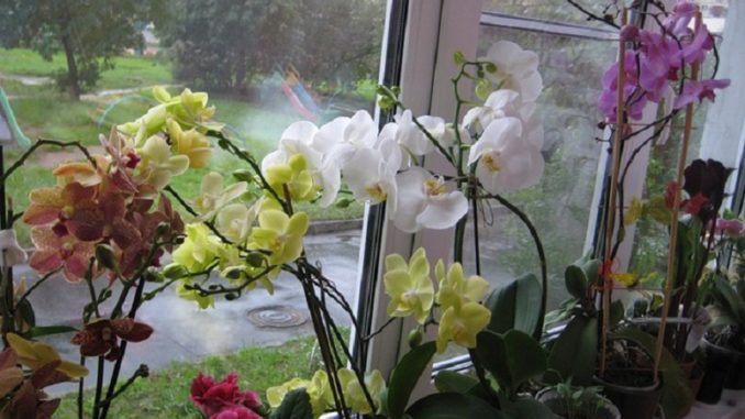orchidea1