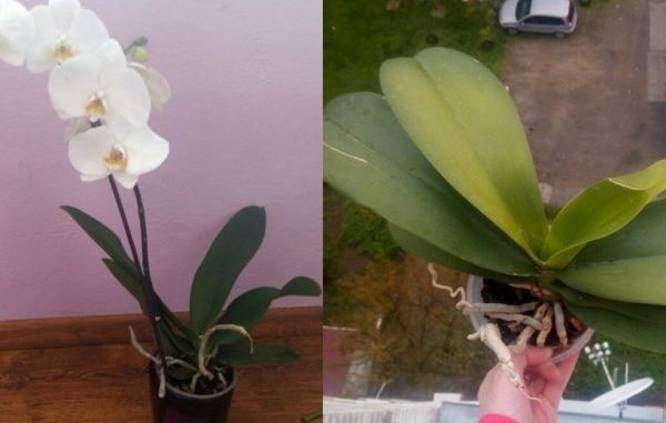 orchidtit-600x460